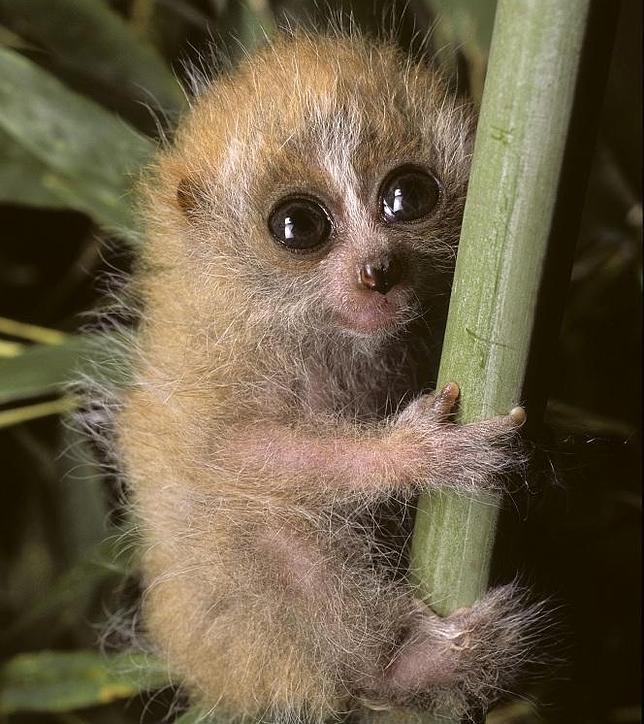 DUKE LEMUR CENTER Lémur pigmeo
