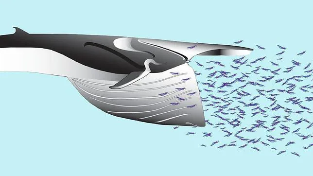 Las ballenas tienen nervios elásticos para comer más y mejor