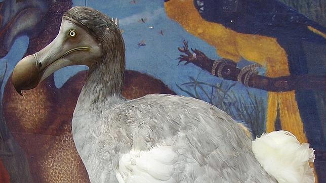 Una montaña de excrementos pudo acabar con miles de dodos hace 4.200 años