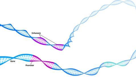 Ciertas regiones pueden regular genes lejanos en la hélice de ADN (OIST)