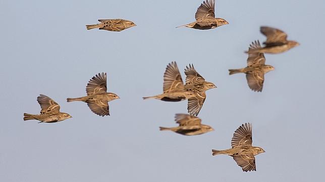 Proponen la creación de «reservas aéreas» para proteger no solo a las aves