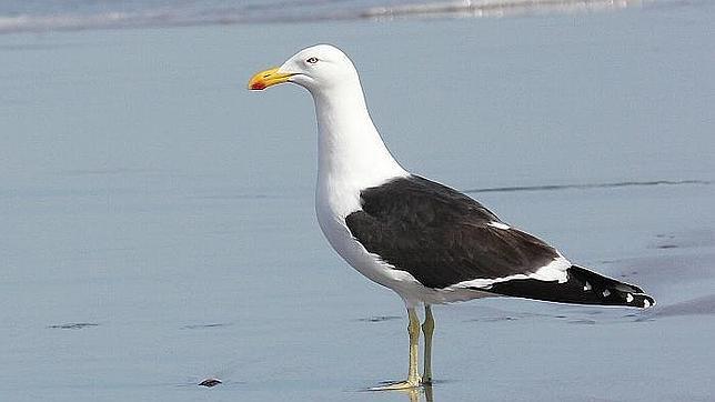 El misterio de «la gaviota dominicana» en una playa de Lisboa