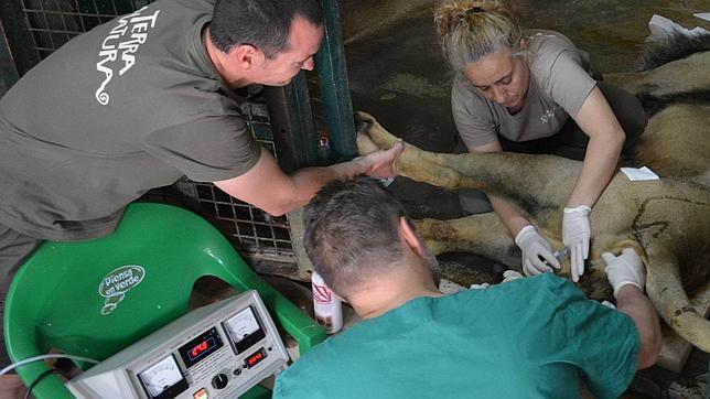 Terra Natura realiza una inseminación a una hembra de león asiático