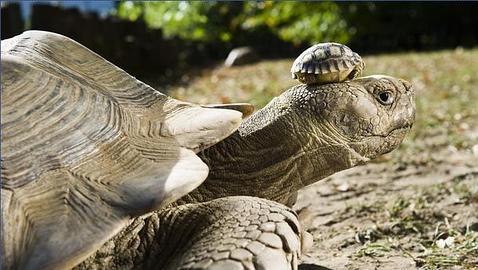 Una tortuga de 140 años «vistiendo» a su cría de 5 días a modo de sombrero