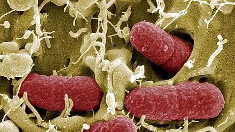 Bacterias 'amigas' de C. difficile evitan un infección intestinal