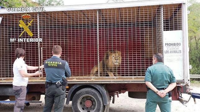 La Guardia Civil rescata a un león que estuvo un año encerrado en una jaula