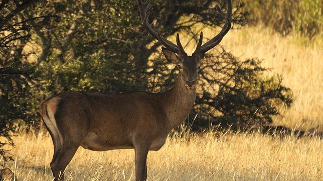 El ciervo es capaz de detectar tóxicos en las plantas de las que se alimenta