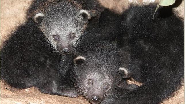 Día Internacional del Binturong