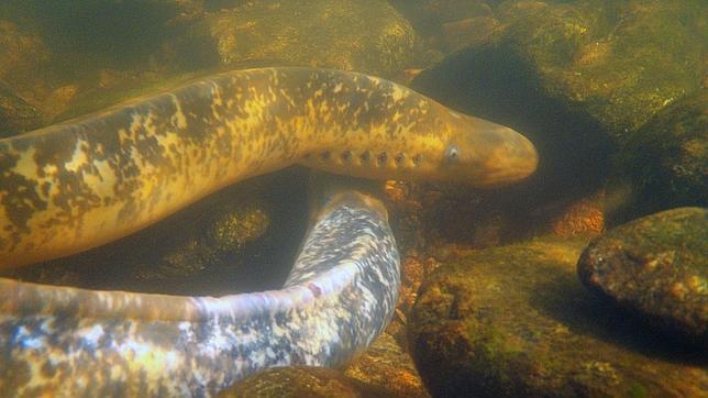 Lamprea: un «vampiro marino» con buena fama en Galicia y Poniente