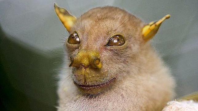 Murciélago con nariz de trompeta