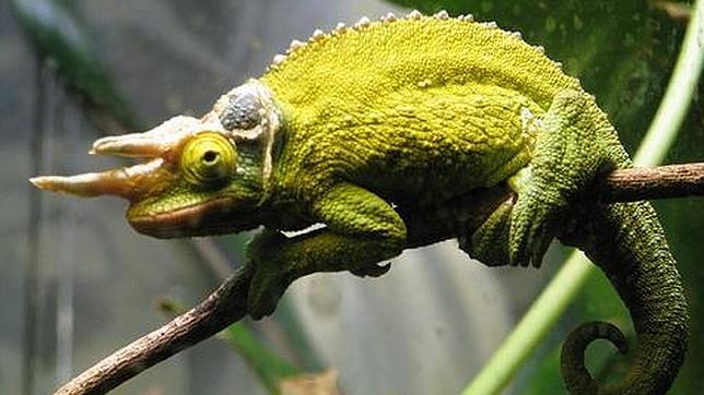 Camaleón de Jackson