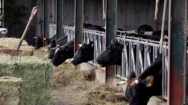 UPA remite a Agricultura hasta 1.100 contratos lácteos considerados «fraudulentos»