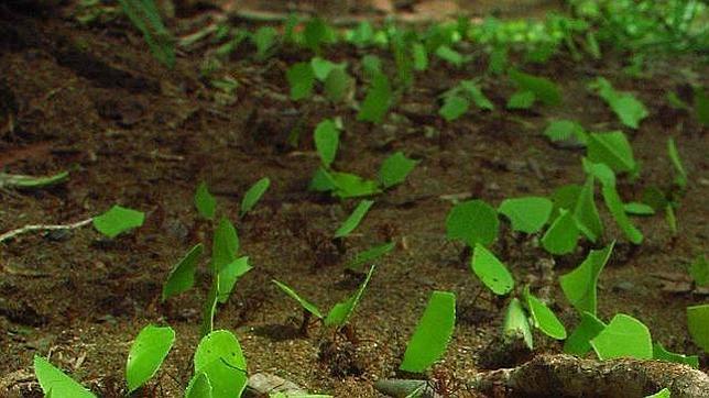 ¿Por qué las hormigas no cambian de trayectoria ante un obstáculo?