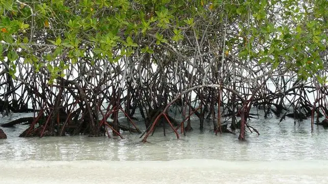 Sri Lanka, la primera nación que protegerá todos sus bosques de manglares