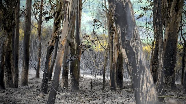 Extinguido un incendio forestal en Vilariño de Conso que ha quemado 120 hectáreas