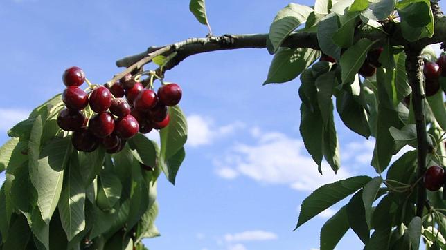 Quince mil temporeros trabajarán en la campaña de la fruta en Aragón