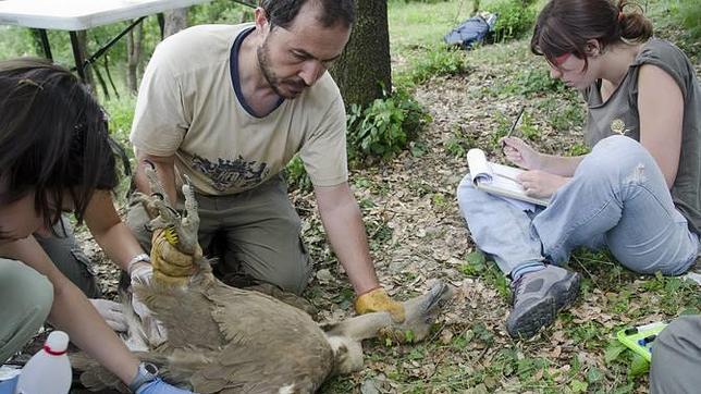 El buitre leonado, cada vez más expuesto al plomo