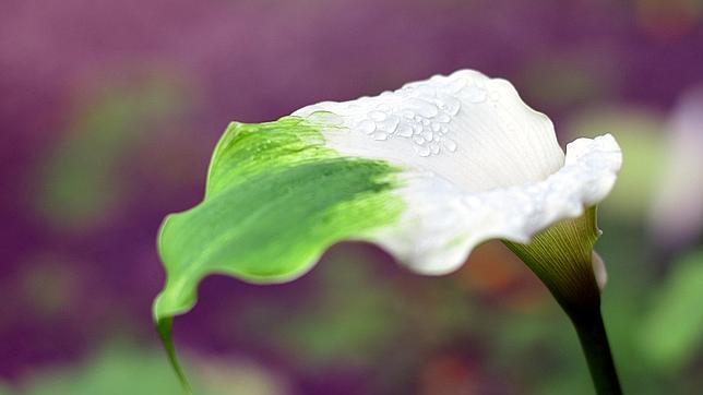 La Tierra alberga 250.000 «fascinantes» especies vegetales