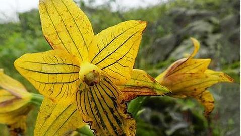 Redescubren una especie de orquídea que se creía extinta desde hace medio siglo