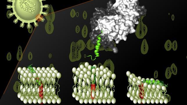 Un equipo del CSIC desvela la estructura de una proteína clave en la infección por VIH