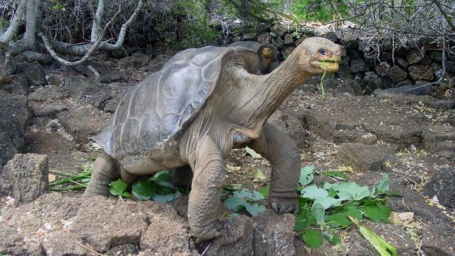 El «solitario George» en Nueva York, última tortuga en la Isla Pinta de las Galápagos