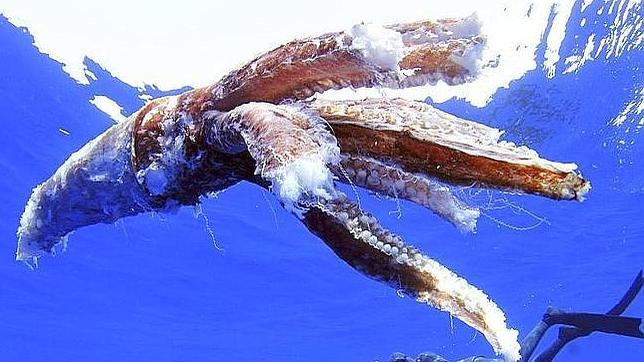 Restos de un calamar gigante localizados en aguas del sur de Tenerife