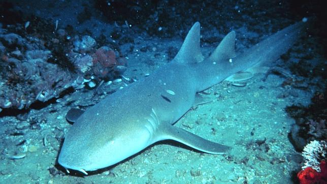 Un tiburón o gata nodriza, siempre pegada al lecho marino