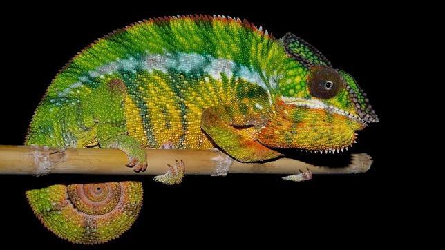 Decubiertas once nuevas especies de reptil en la isla de Madagascar