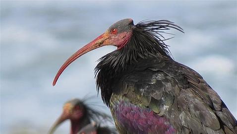 Ofrecen 1.000 dólares por información sobre el paradero de un ibis eremita