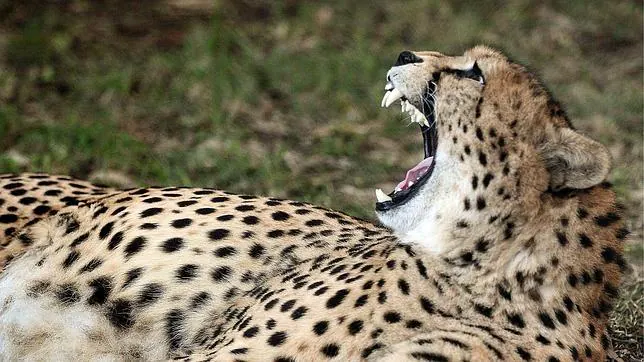 Un guepardo en el Parquede Animales Salvajes Kragga Kamma