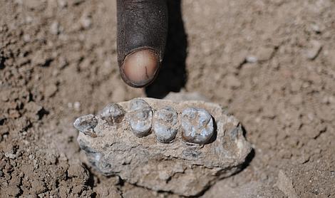 La dentadura de los fósiles permite suponer cómo era la alimentación de los ancestros (Yohannes Haile-Selassie)