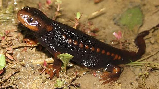 Pese a encontrarse en peligro esta salamandra se vende en tiendas de animales como mascota