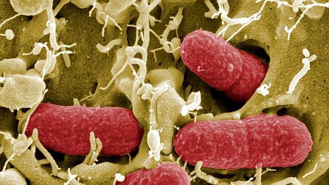 Investigadores estadounidenses detectan un cáncer de hígado usando una bacteria