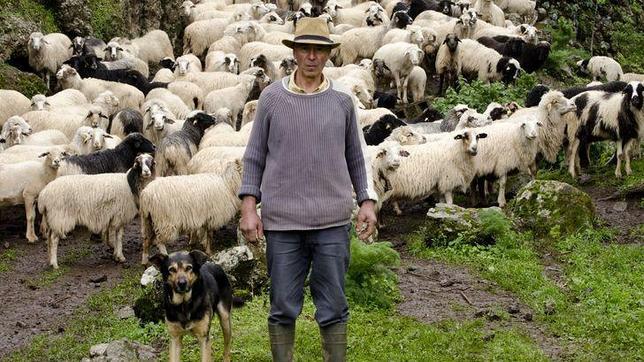 Un pastor en Moya (Gran Canaria), con ovejas que se crían en libertad