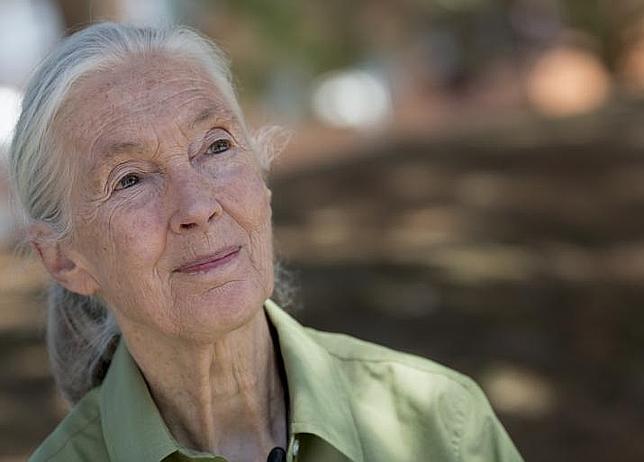 Jane Goodall: «Los chimpancés son casi como nosotros, tienen su propia cultura»