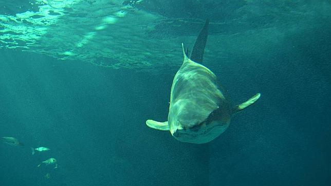 Ecuador: más de 30.000 tiburones sacrificados para usar sus aletas