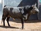 San Isidro: la corrida de la ganadería más guapa, toro a toro