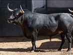 San Isidro: la corrida de la ganadería más guapa, toro a toro