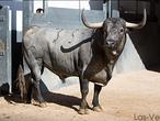 San Isidro: la corrida de la ganadería más guapa, toro a toro