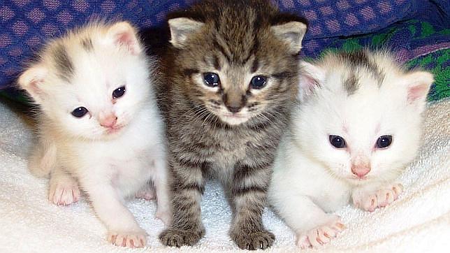 Se queda ciega por un lametón de su gato