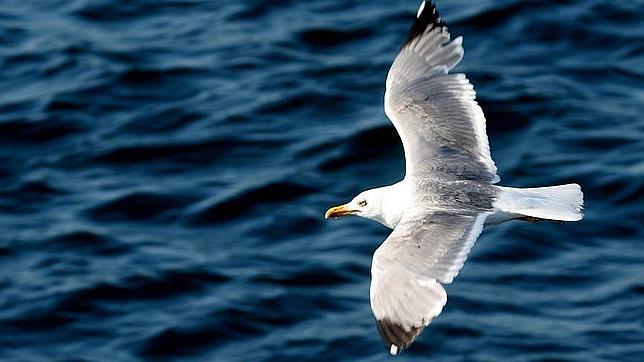 Las gaviotas invaden el centro de Ceuta