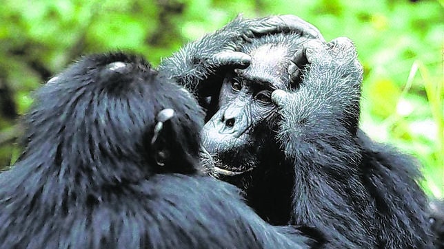 Los chimpancés también saben cocinar