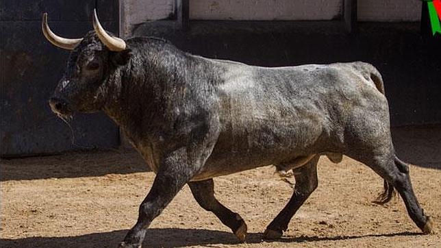 Castella vuelve a «su» San Isidro con «Repollito», el primer adolfo de su carrera