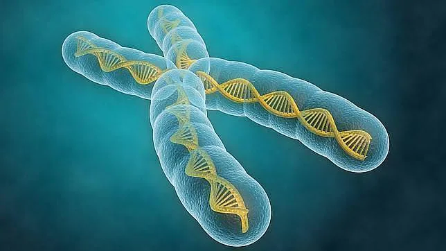 El ADN borra su «disco duro» en cada generación