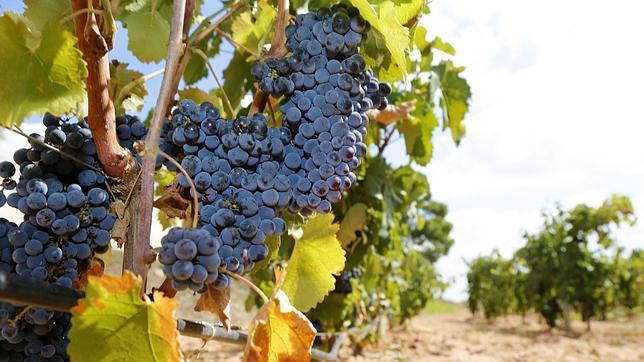 Los Vinos de Alicante celebran sus 83 años con el festival Winecanting