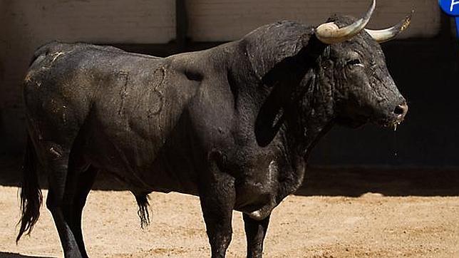 «Murrieto», primer toro de El Cid para su gran reto con seis victorinos