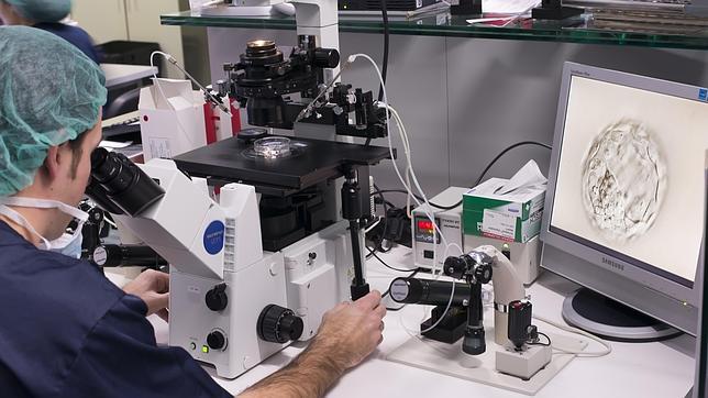 Científicos estadounidenses logran cultivar en laboratorio una extremidad entera de rata