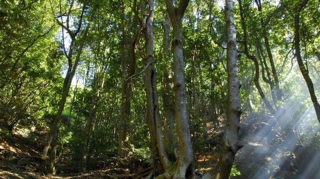 La Unesco otorga el título de Reserva de la Biosfera al Macizo de Anaga, en Tenerife