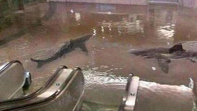 Tiburones en el metro