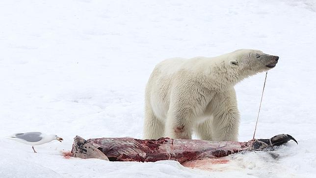 Observan por primera vez a un oso polar comiéndose un delfín